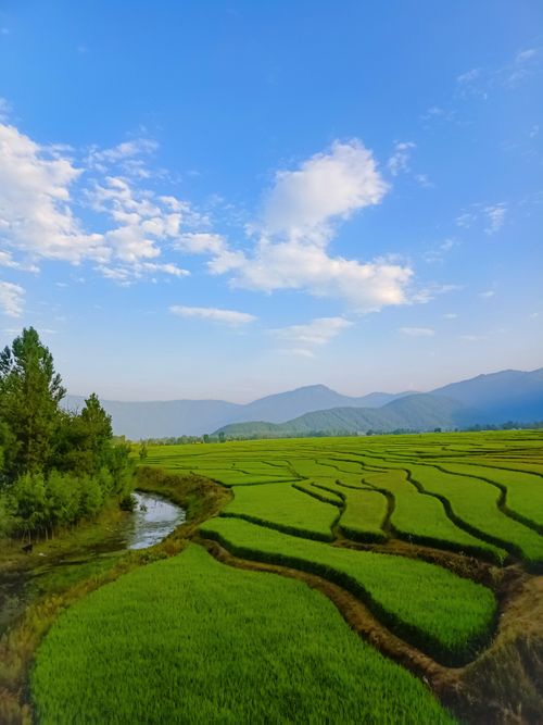 Free Idyllic summer landscape of Khurhama rice fields under a clear blue sky. Stock Photo