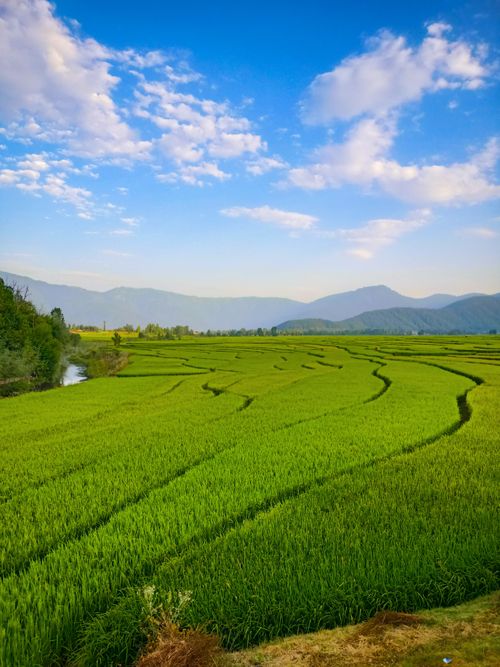 Free Expansive rice fields in Khurhama with vibrant greenery, under a bright blue sky. Stock Photo