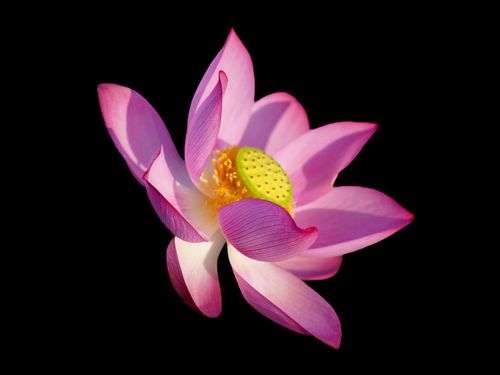 Free Close-up of a vibrant pink lotus flower with a dark backdrop, symbolizing beauty and serenity. Stock Photo