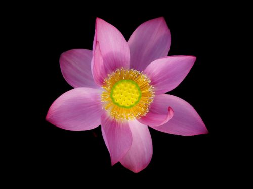 Free Close-up of a beautiful pink lotus flower with striking petals on a black background. Stock Photo