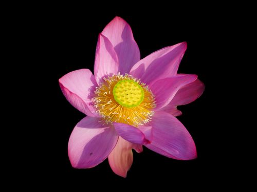 Free A stunning pink lotus flower with vibrant petals and yellow center on a black background. Stock Photo