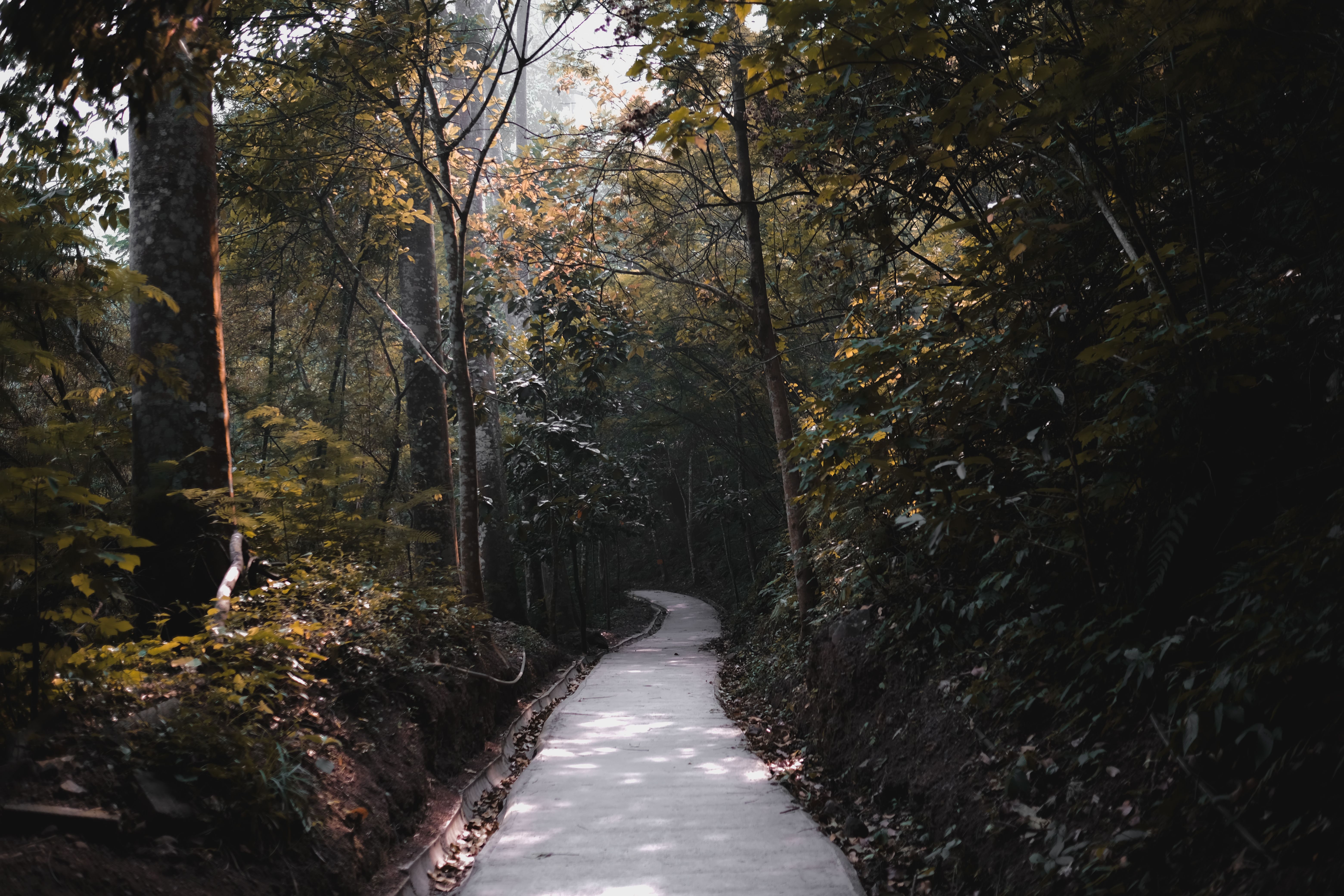 Serene walkway through a lush forest in Bandung, West Java, showcasing nature's beauty.