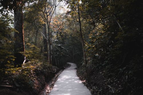 Free Serene walkway through a lush forest in Bandung, West Java, showcasing nature's beauty. Stock Photo