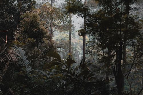 Free Capture of a lush rainforest in Bandung, West Java, showcasing dense foliage and tranquil ambiance. Stock Photo