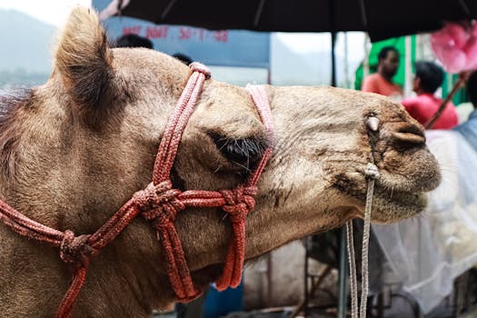 Detailed side view of a camel in Udaipur's vibrant street market with people in background.