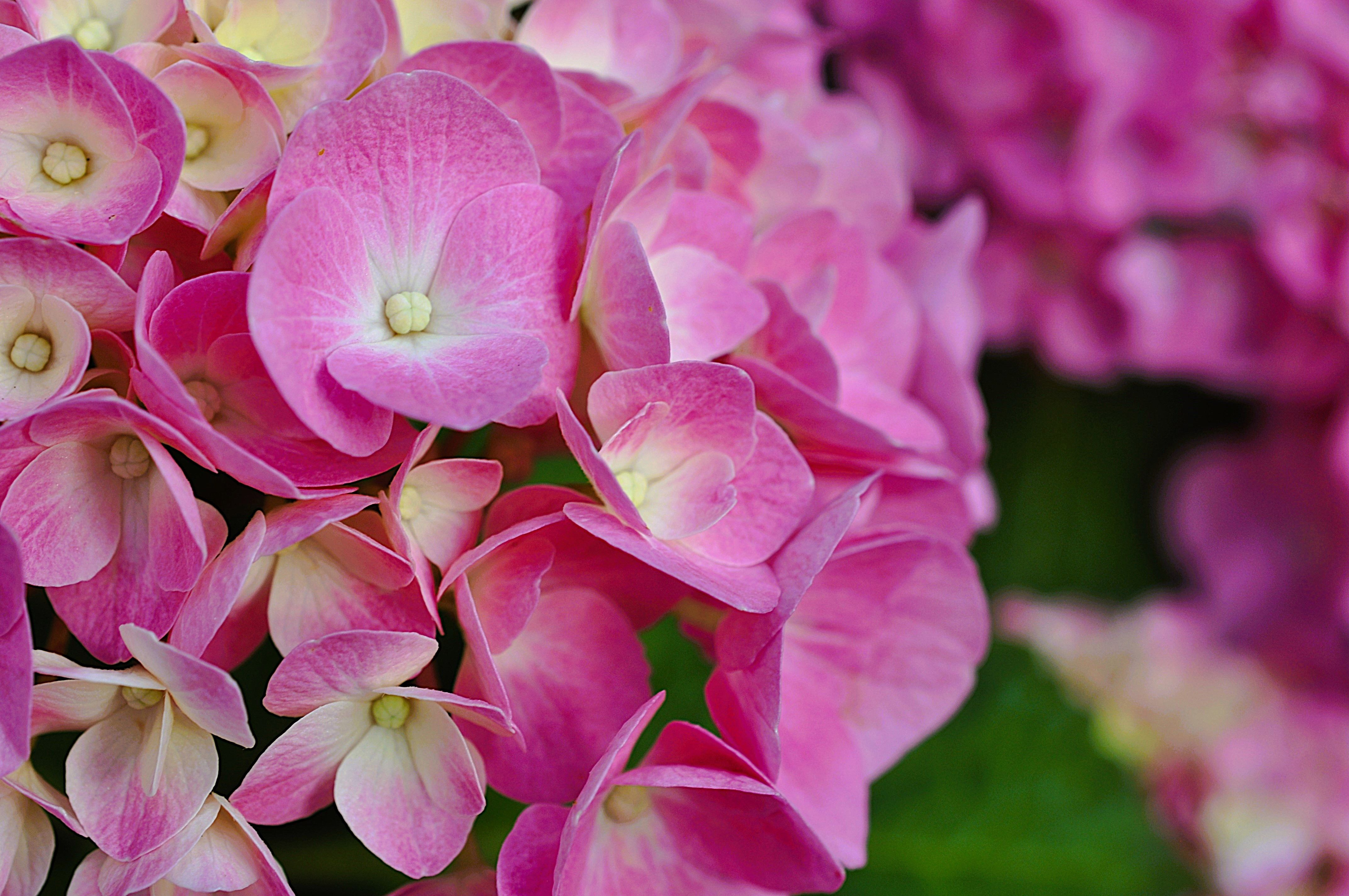 pretty pink hortensia flowers · Free Stock Photo
