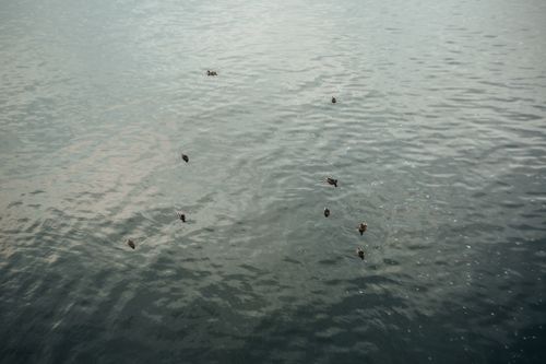 Free A serene scene of ducks drifting across a calm water body under soft daylight. Stock Photo