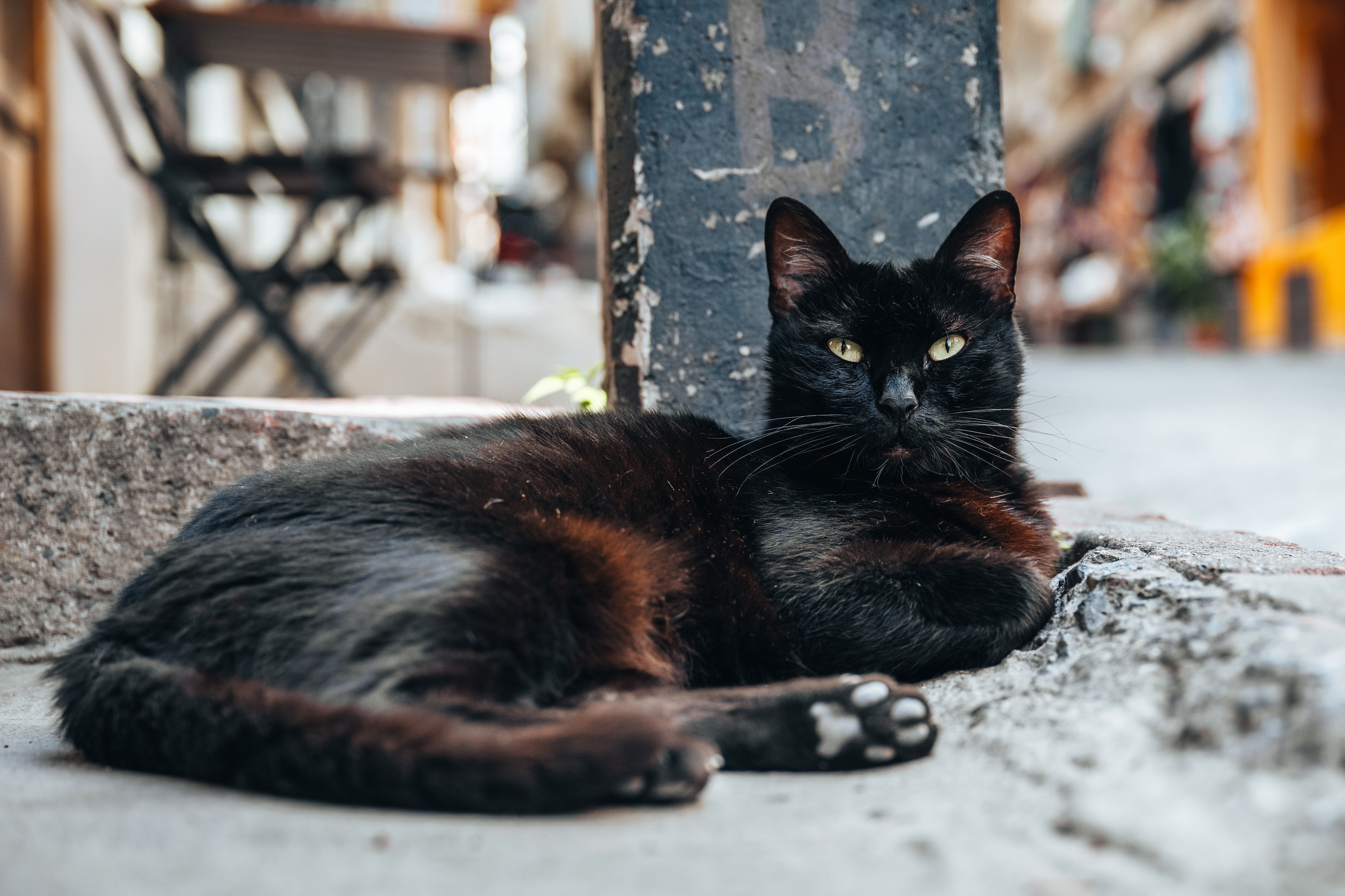 black cats always have