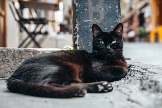 Tombili: The Famous Istanbul Street Cat's True Story