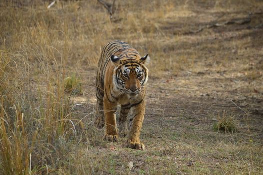 Ranthambore tiger safari (winter) — Rajasthan