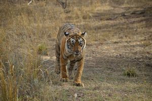 T-24 — The Warrior