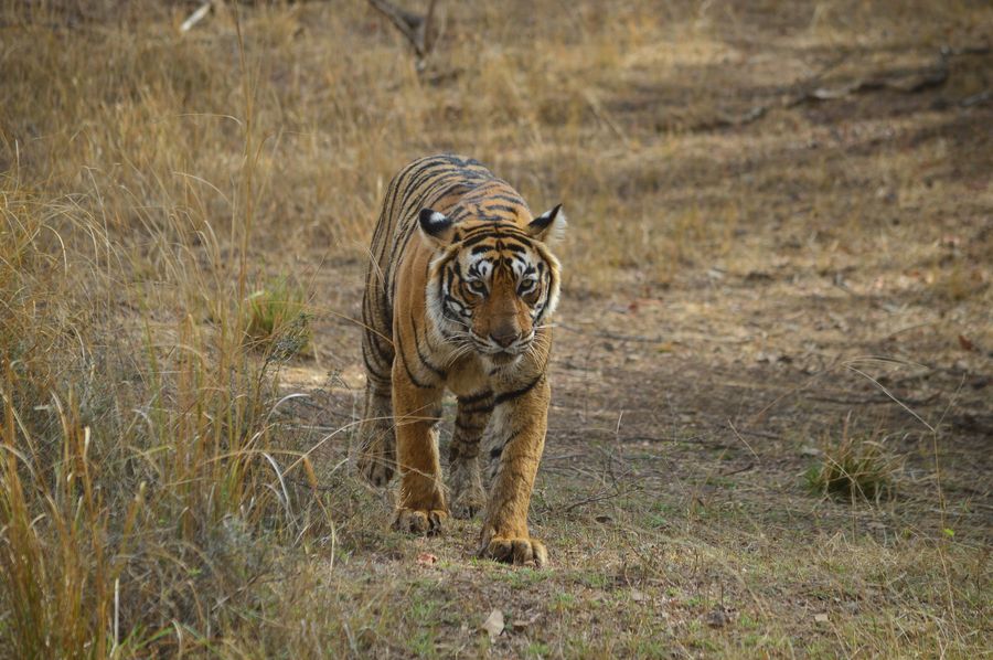 Ranthambore National Park photo 4