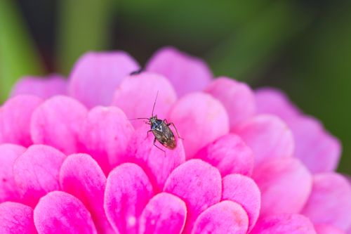 Free Close-up image of a small insect perched on a vibrant pink zinnia flower in natural outdoor setting. Stock Photo