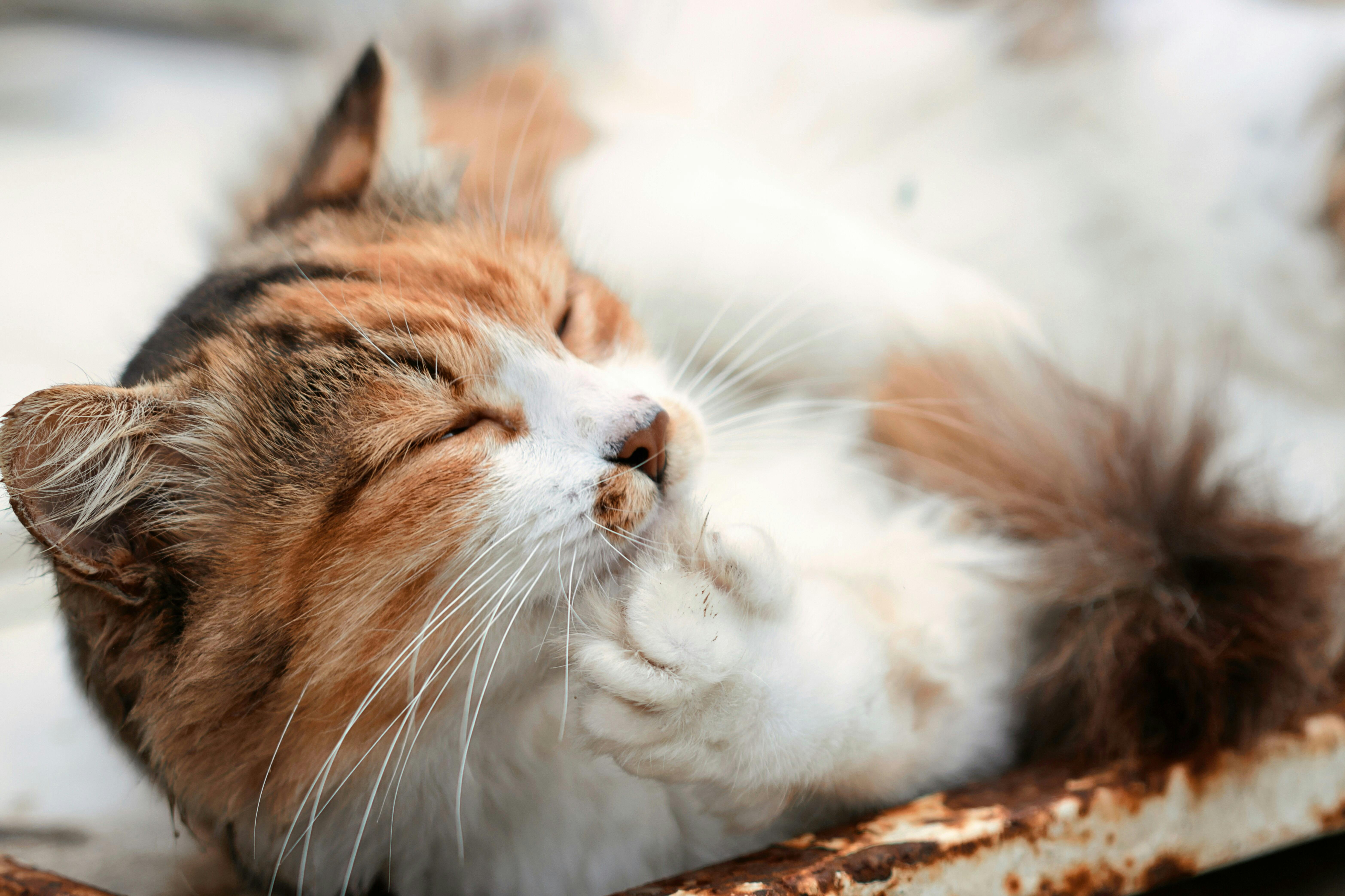 pet care pet grooming — Photo by Олександр К on Pexels