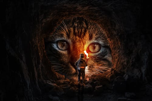Free stock photo of boy, cat, cave