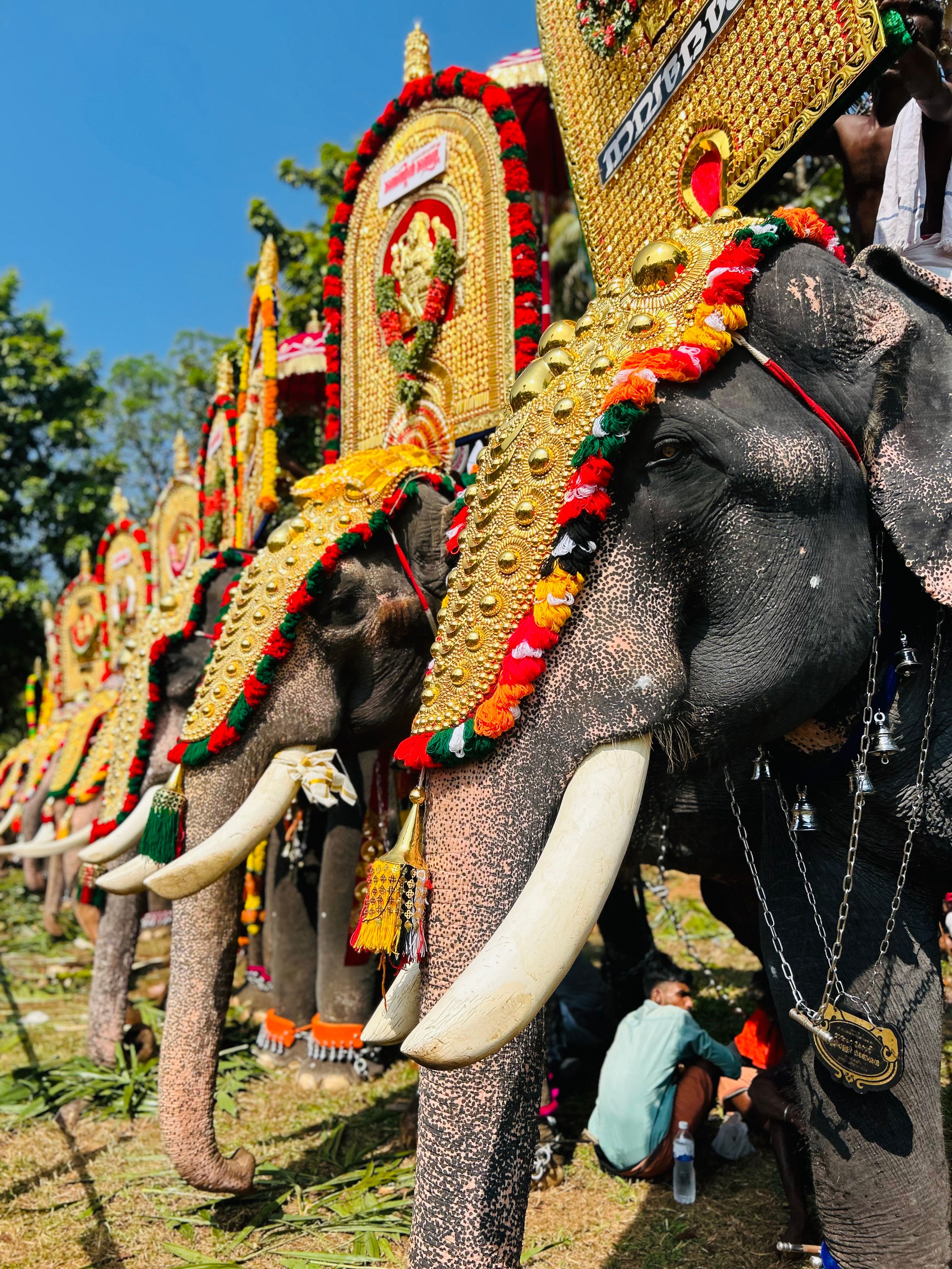 Decorated elephants line up during the vibrant Thrissur Pooram festival in Kerala, India.