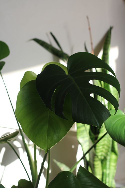 Monstera and snake plants in natural sunlight — photo by Halide Nur K. on Pexels