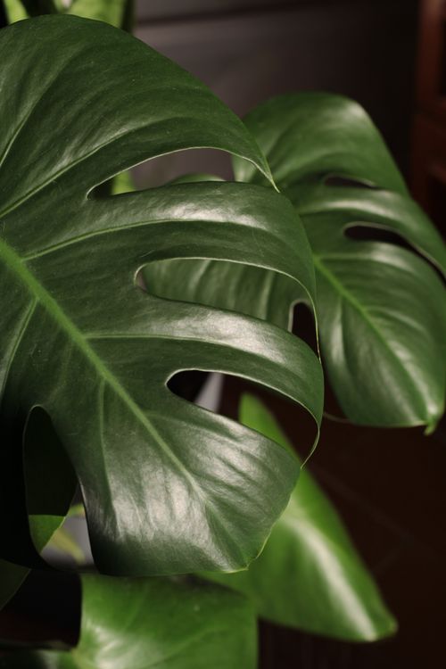 Free A close-up view of lush Monstera leaves with vibrant green color under natural lighting. Stock Photo