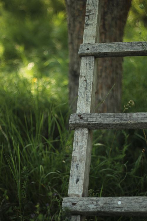 Free A rustic wooden ladder leaning against a tree in a lush, green countryside setting. Stock Photo
