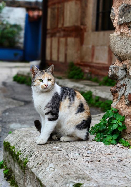 Free A cute multicolored cat sitting on a rustic stone street corner, outdoors. Stock Photo