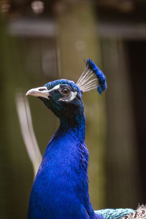 Free Close-up portrait of a majestic blue peacock in natural setting. Stock Photo