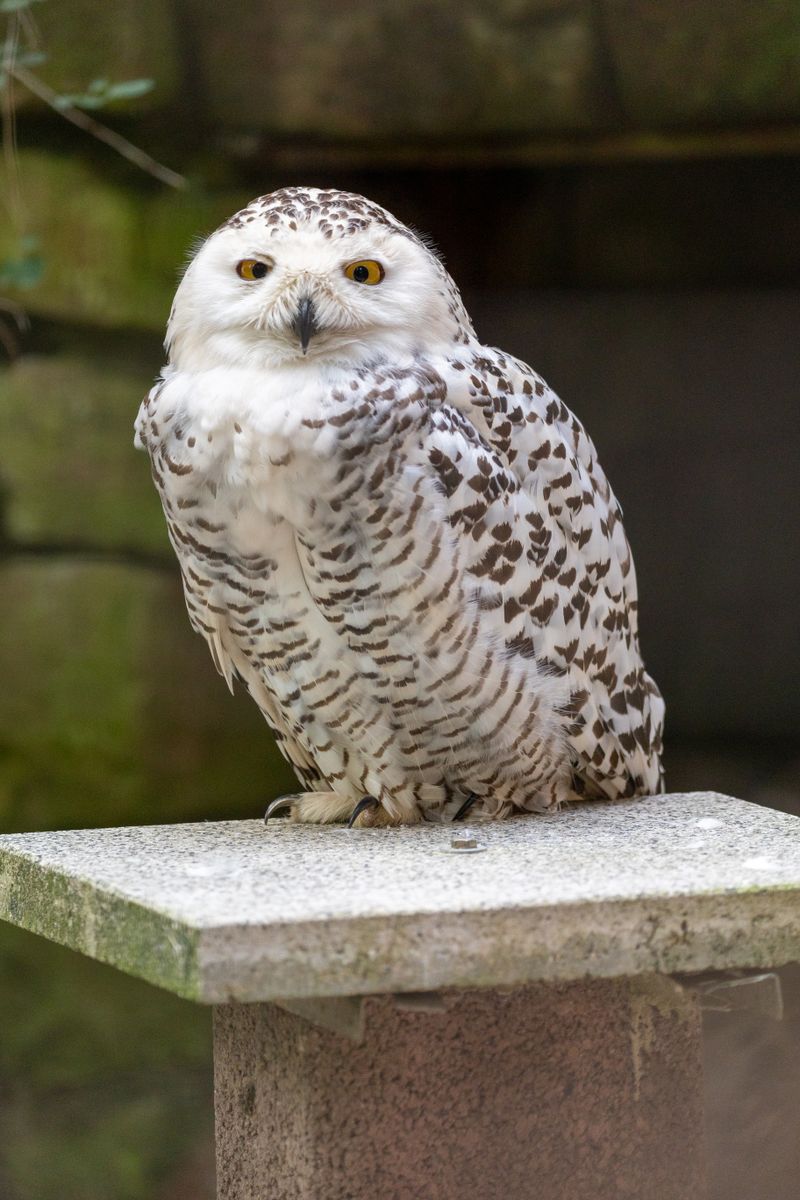 snowy-owl-photos-download-the-best-free-snowy-owl-stock-photos-hd-images