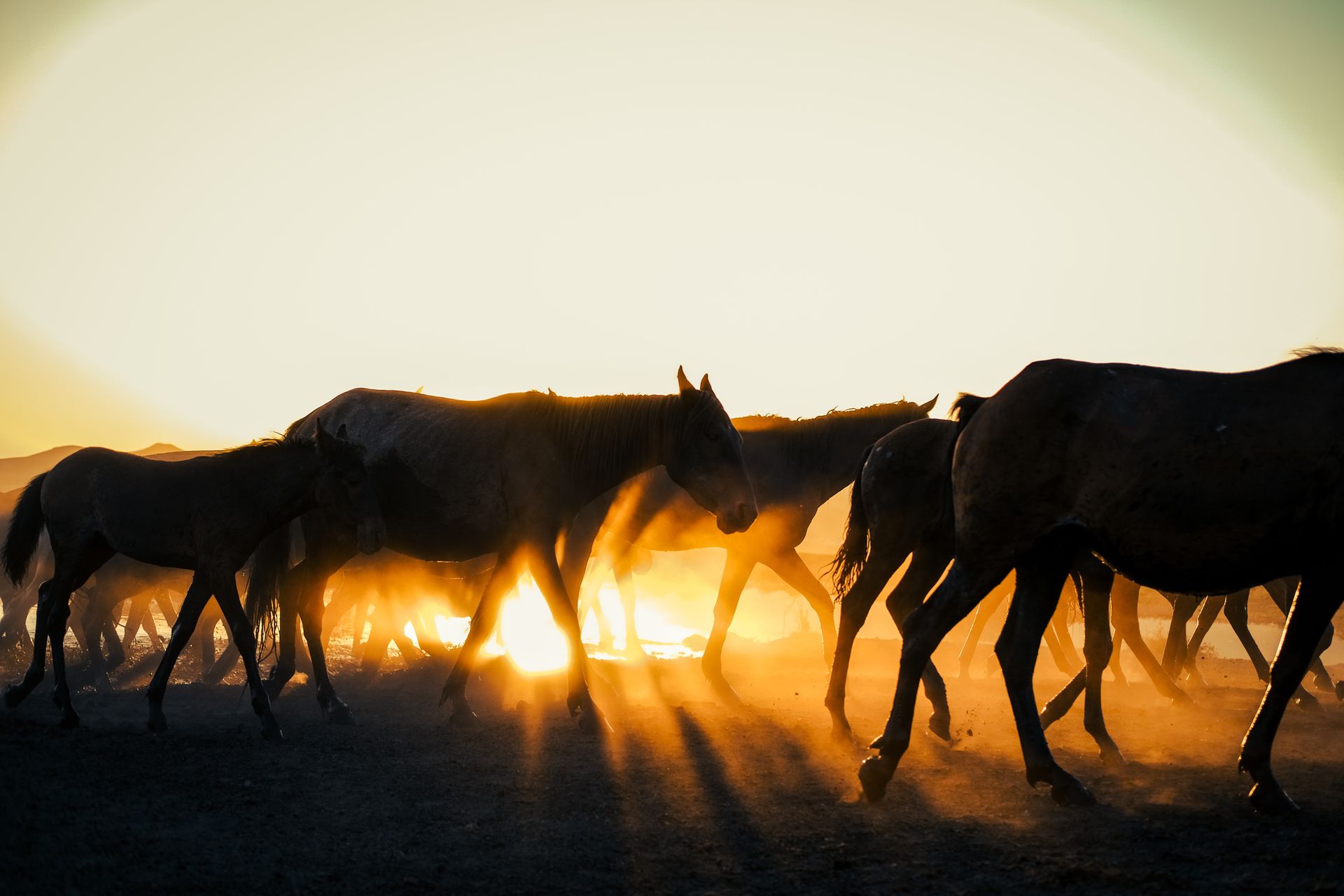 Silhouetted herd of wild horses on dusty plains during a stunning sunset, creating a dramatic scene.