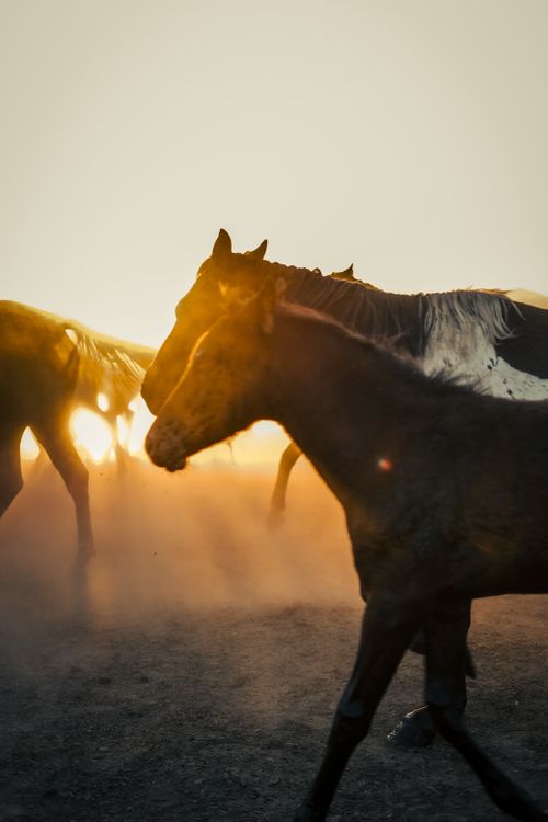 Free Dynamic shot of horses galloping through dust during a dramatic sunset. Stock Photo