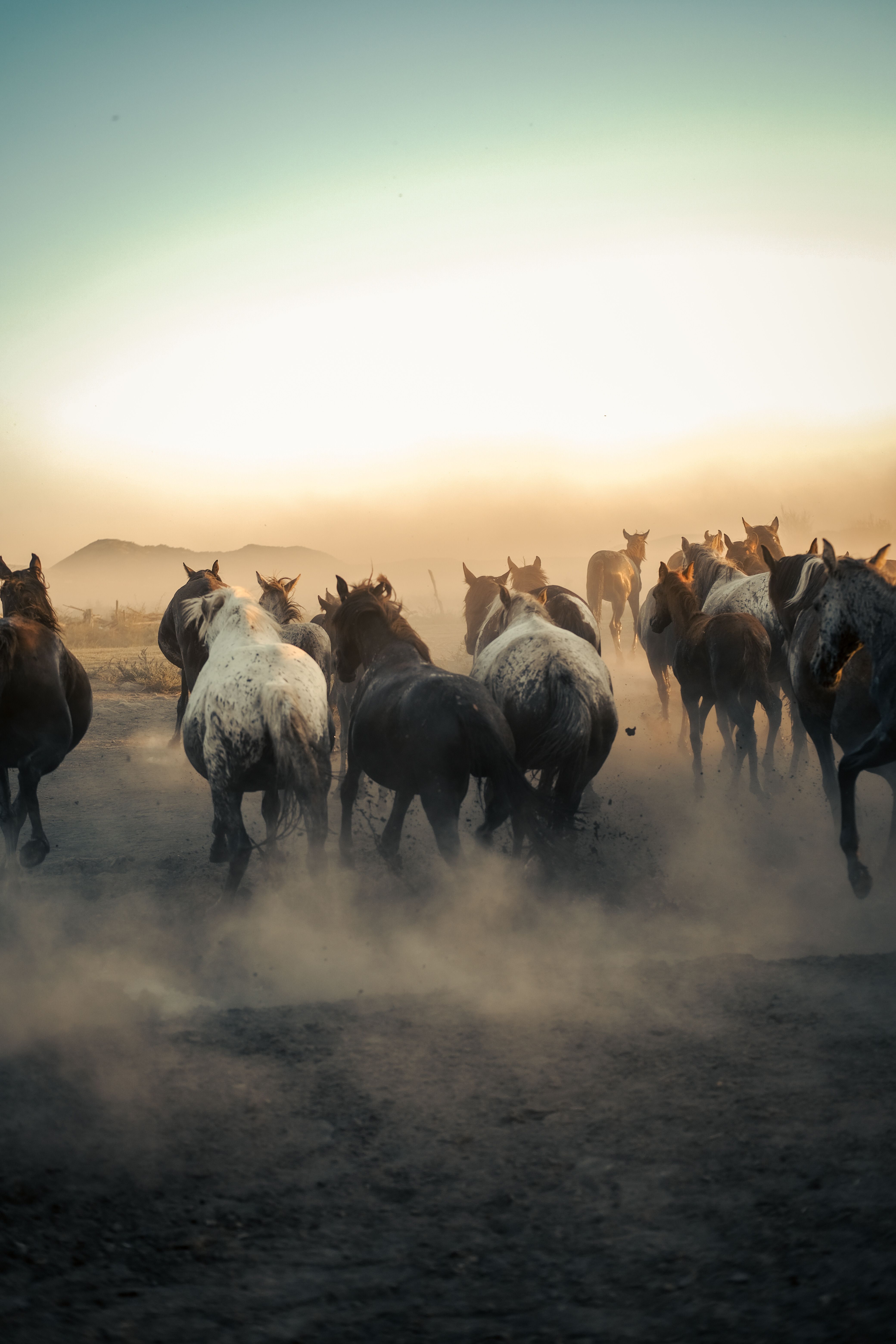 Wild Horses Galloping in Mud · Free Stock Photo