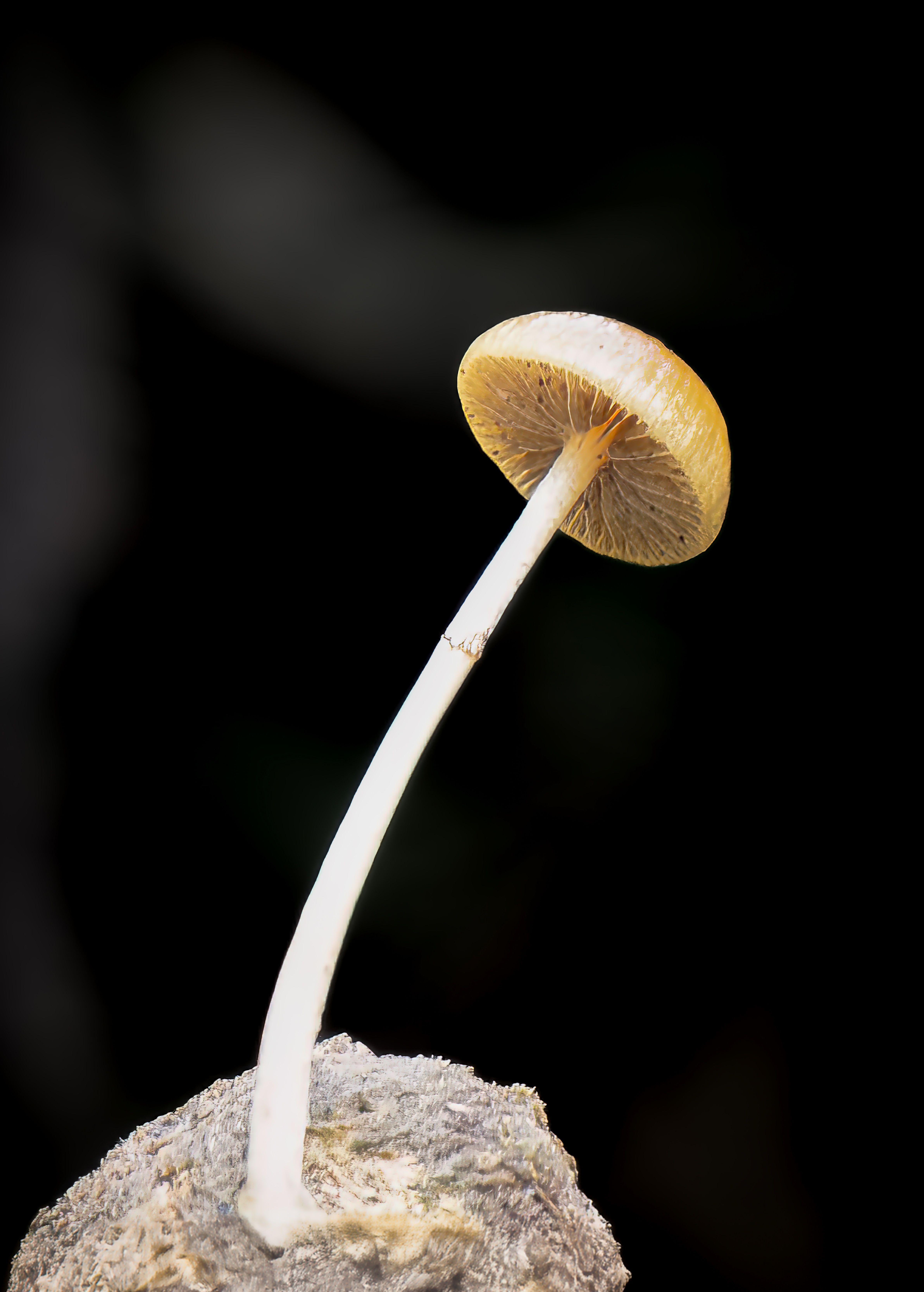 Detailed close-up of a wild mushroom growing on wood, showcasing its delicate structure in a natural setting.