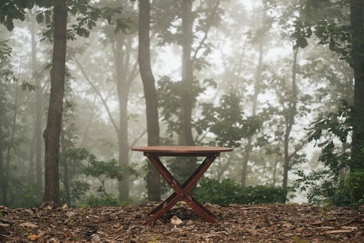 Free stock photo of forest, trees, fog, foggy