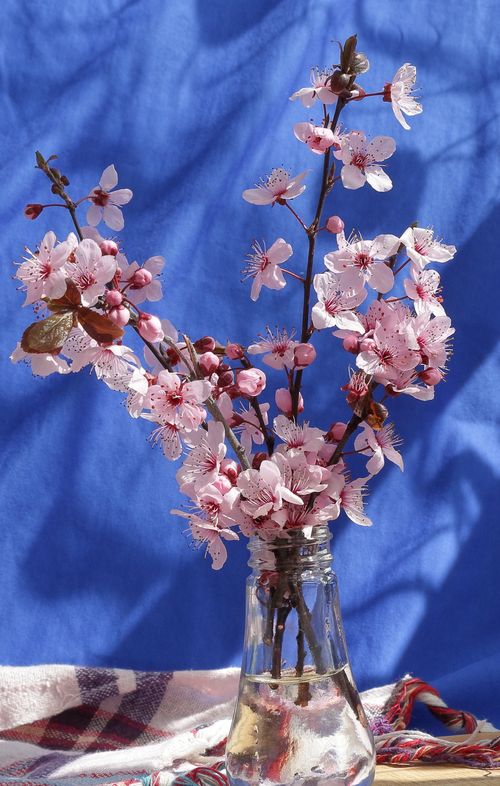 Free Beautiful cherry blossoms arranged in a glass vase with a striking blue backdrop. Stock Photo