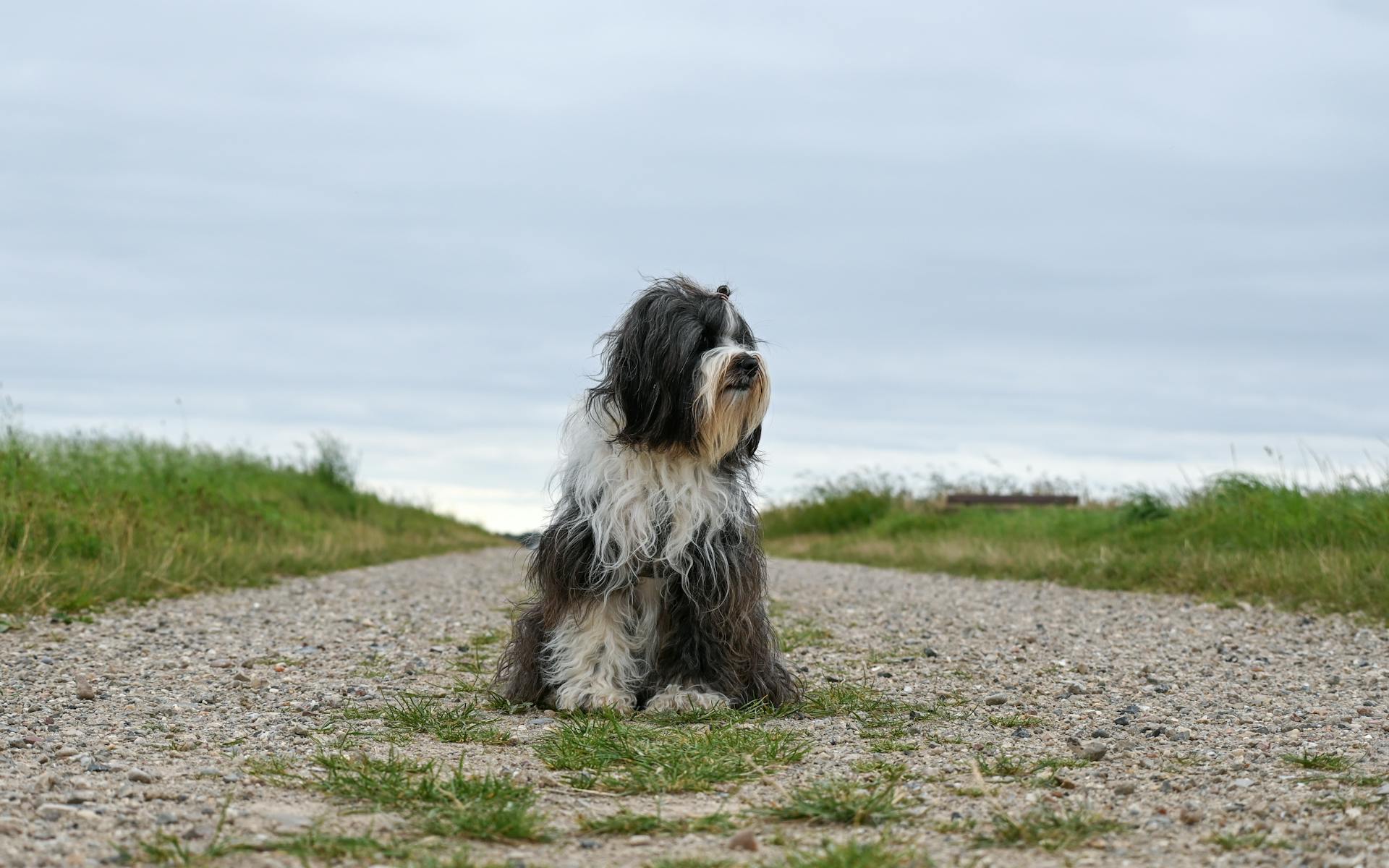 Black and white tibetan terrier sitting on a path in a green field