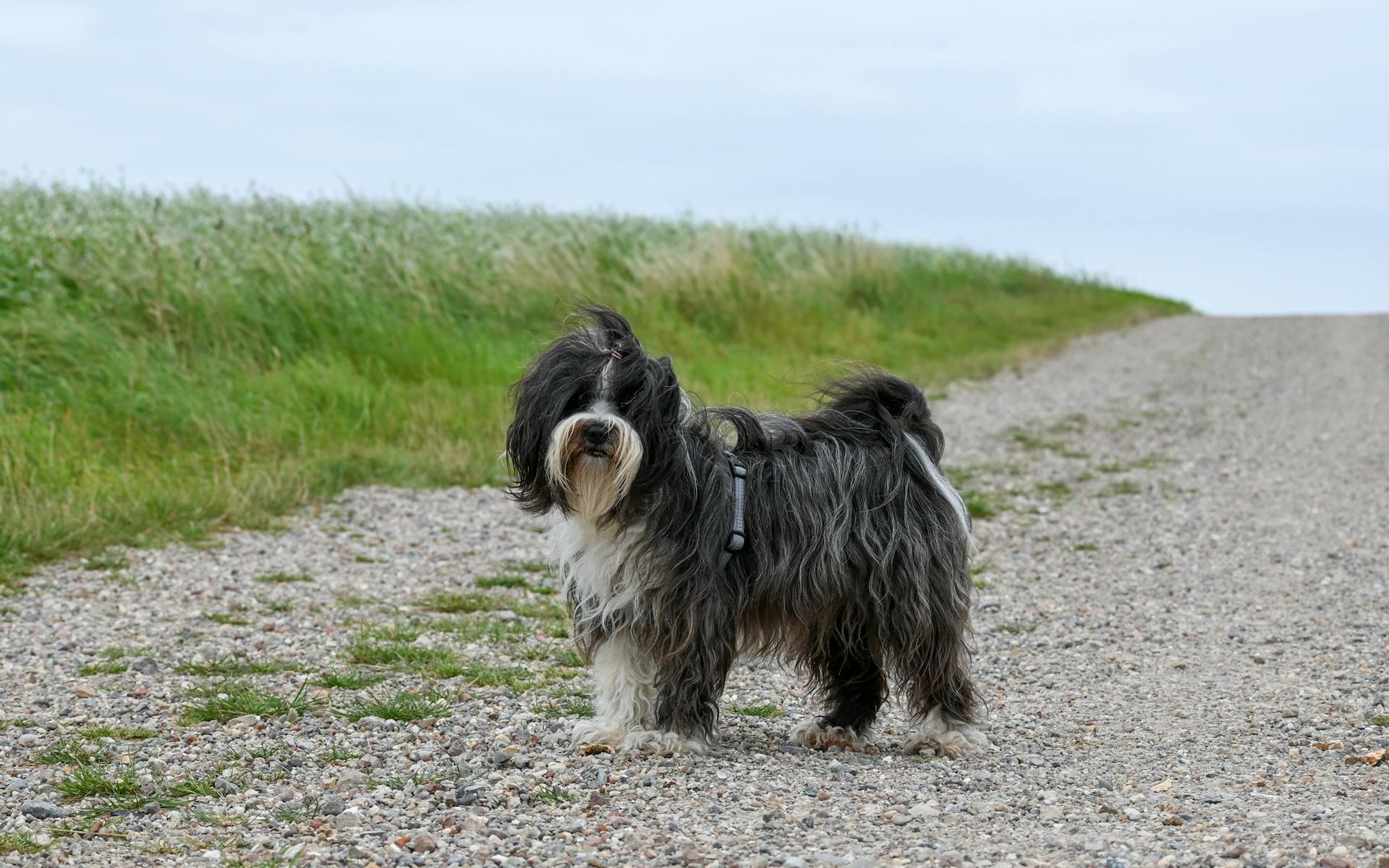 Black and white tibetan terrier standing on a path in a green field