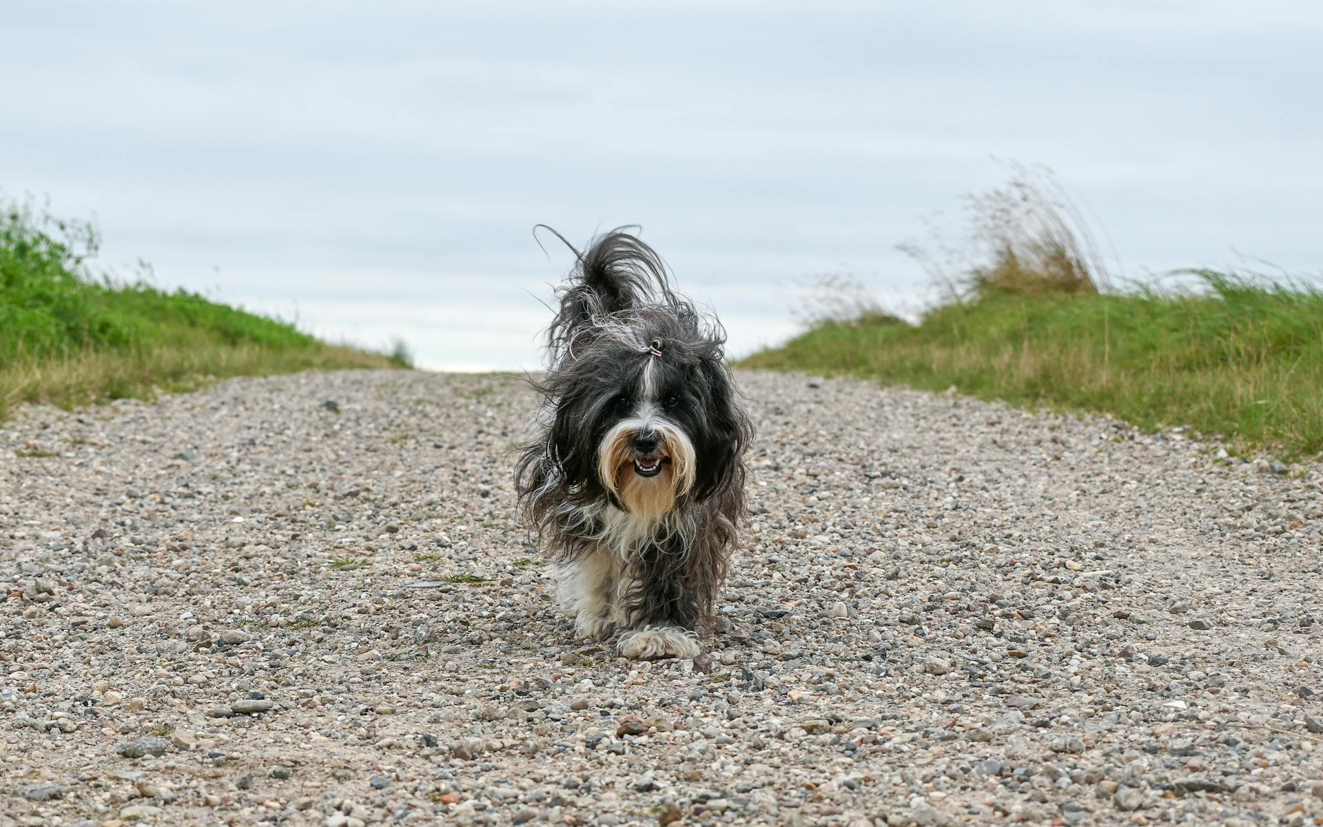 Black and white tibetan terrier walking on a path in a green field