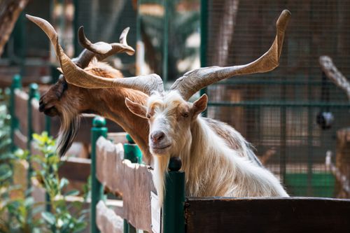 Free Close-up portrait of a majestic goat with longhorns in a rural farm setting. Stock Photo