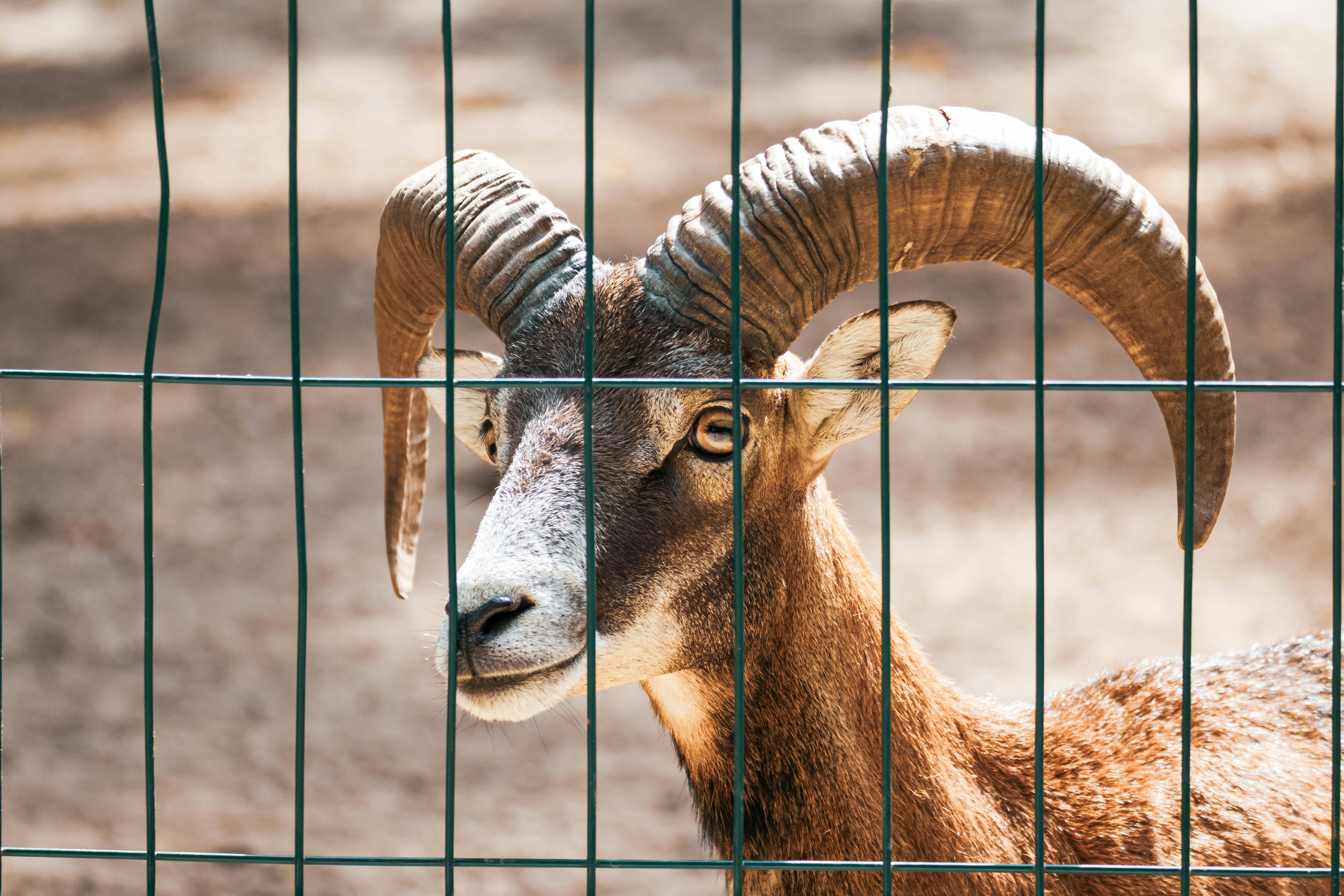 Gratuit Photos gratuites de animal, animal à cornes, animal de zoo Photos