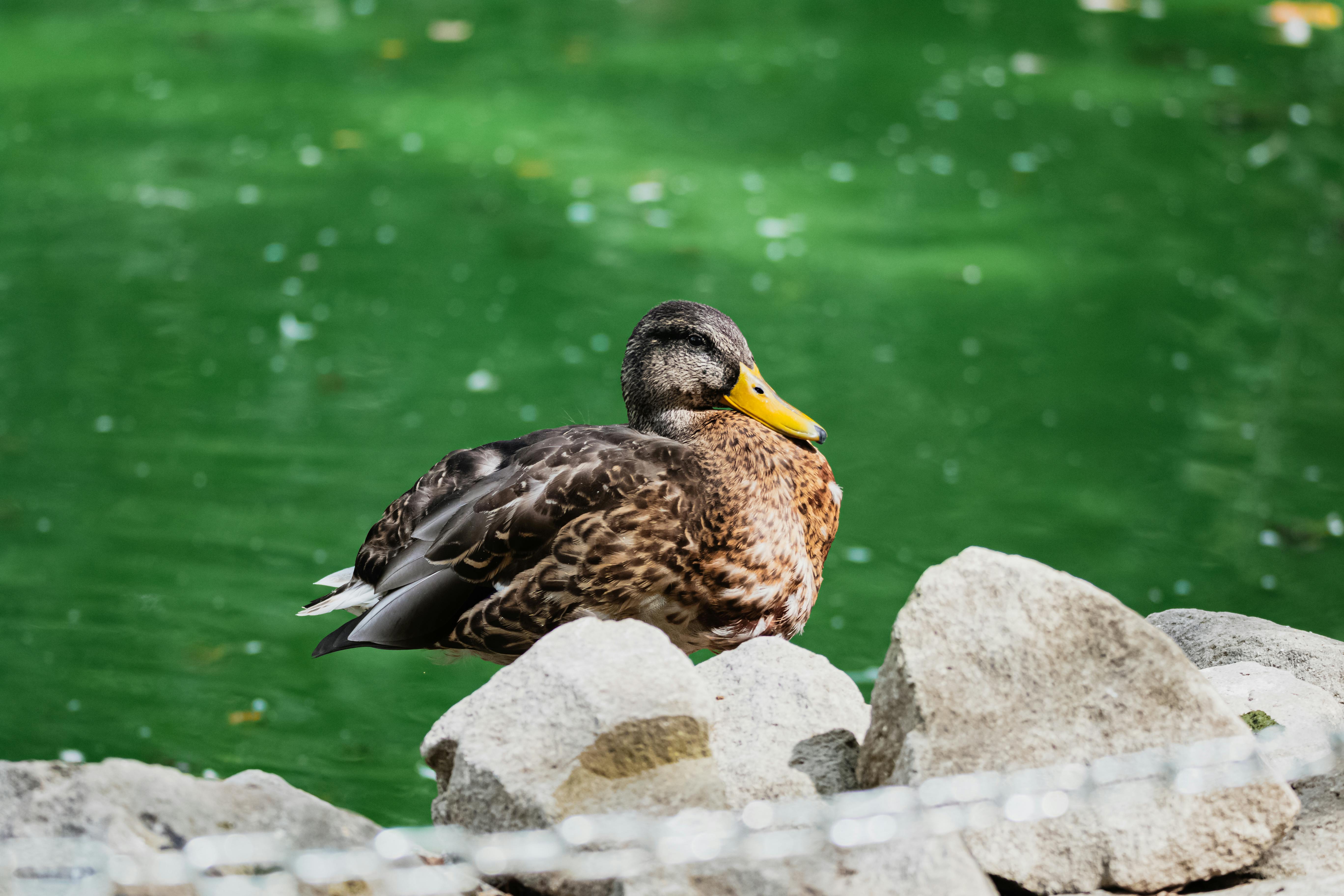 a duck sitting on a rock next to a green pond