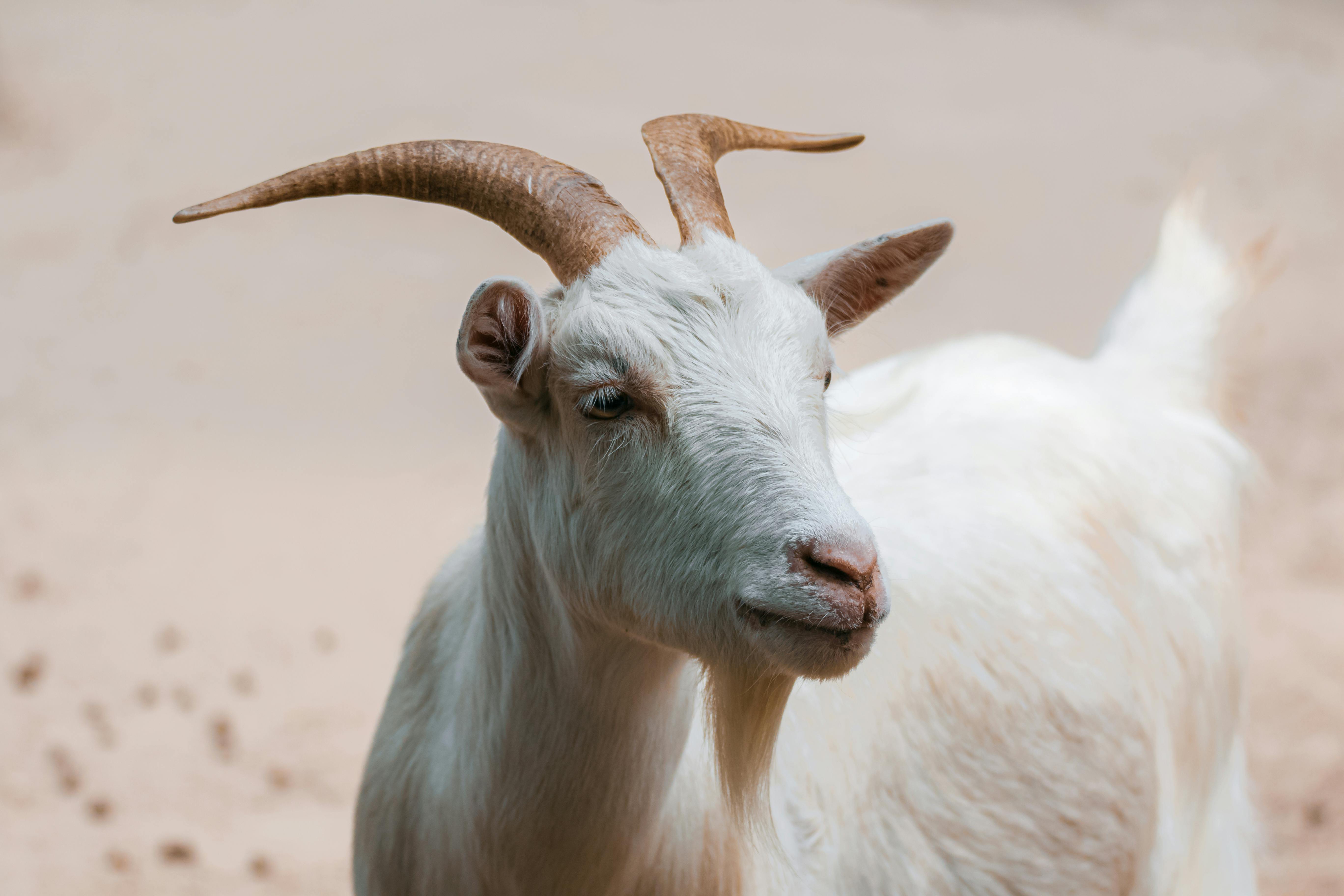 Gratuit Photos gratuites de @extérieur, agriculture, amusant Photos