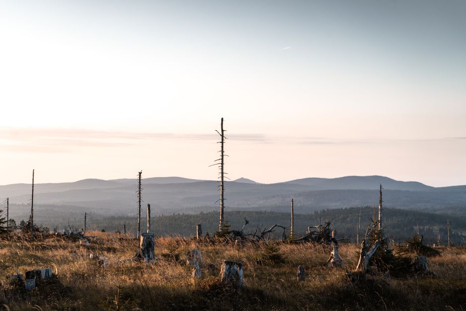 Peaceful sunset view of a forest with tree stumps in Spiegelau, Bavaria.