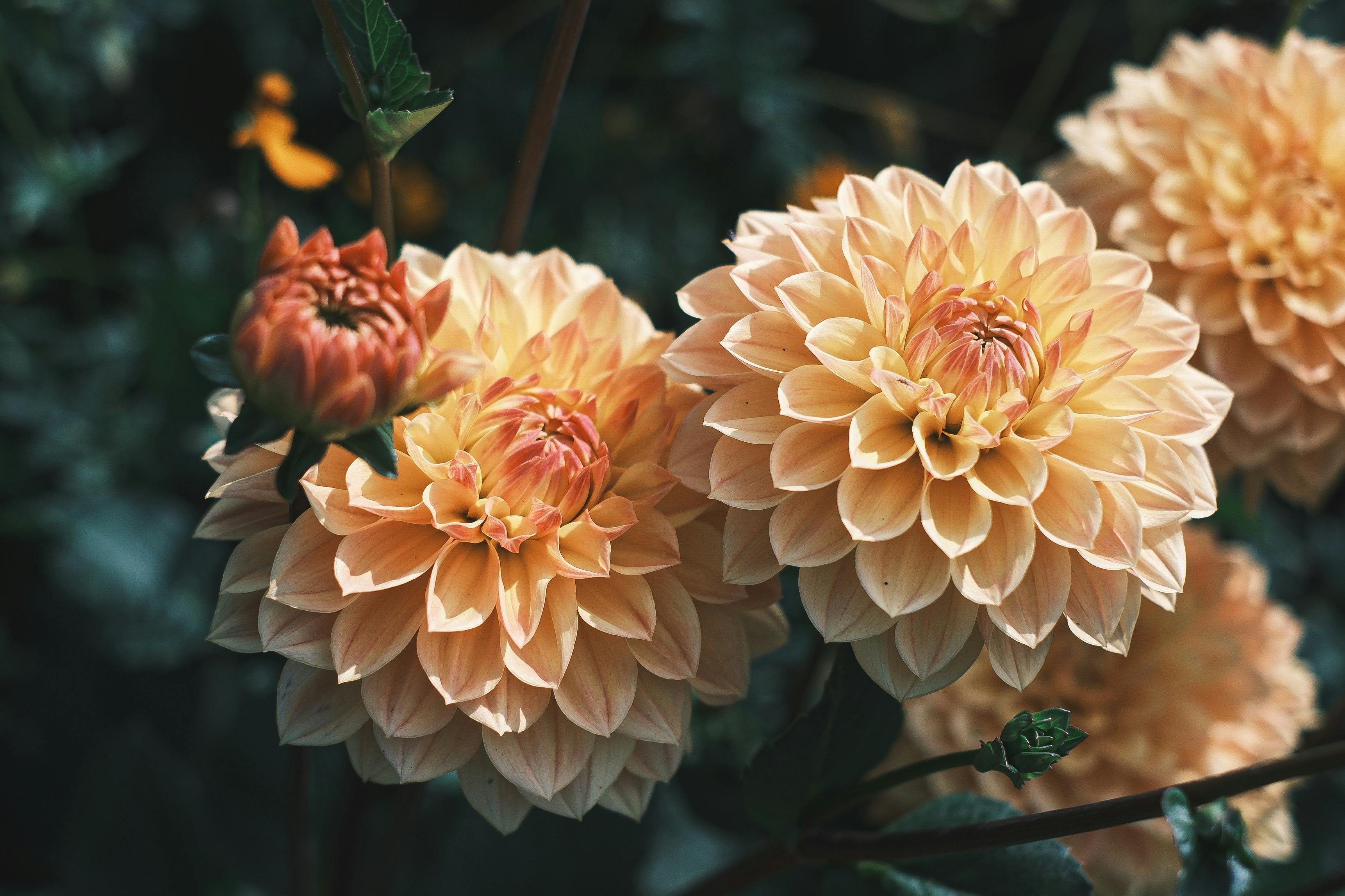 [ColoSach]-close-up-of-vibrant-yellow-dahlias,-showcasing-their-intricate-petal-patterns-against-a-blurred-background.