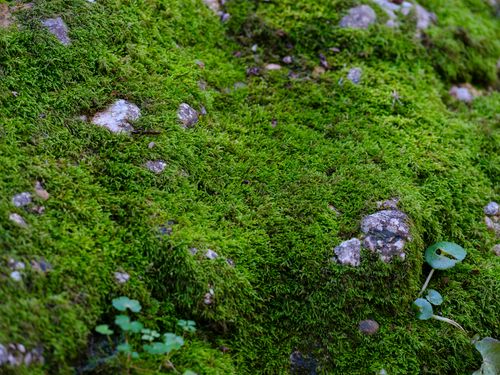 Free Close-up of vibrant green moss covering rocks in a natural forest setting. Stock Photo