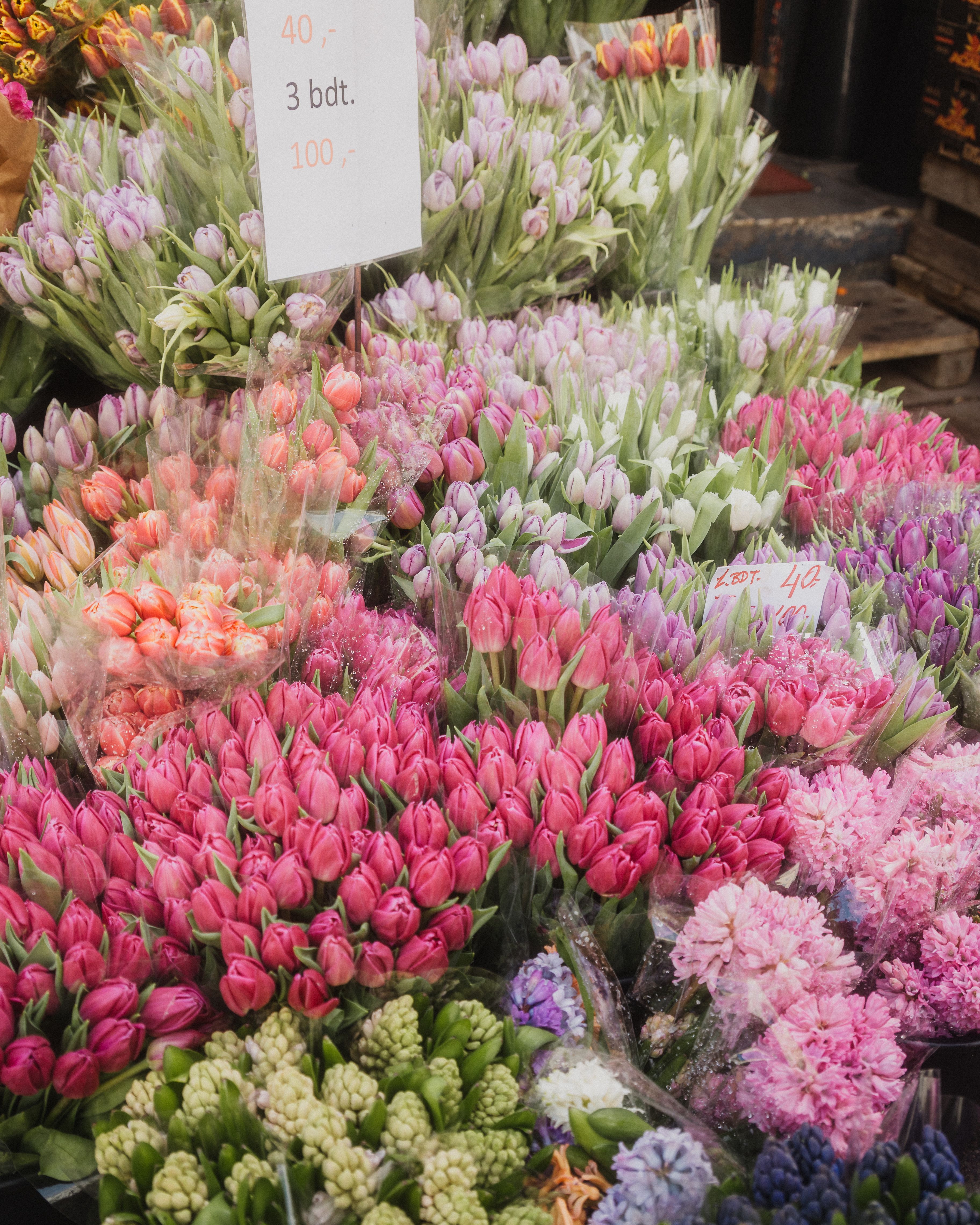 Gratis lagerfoto af årstidsbestemt, blad, blomster Lagerfoto