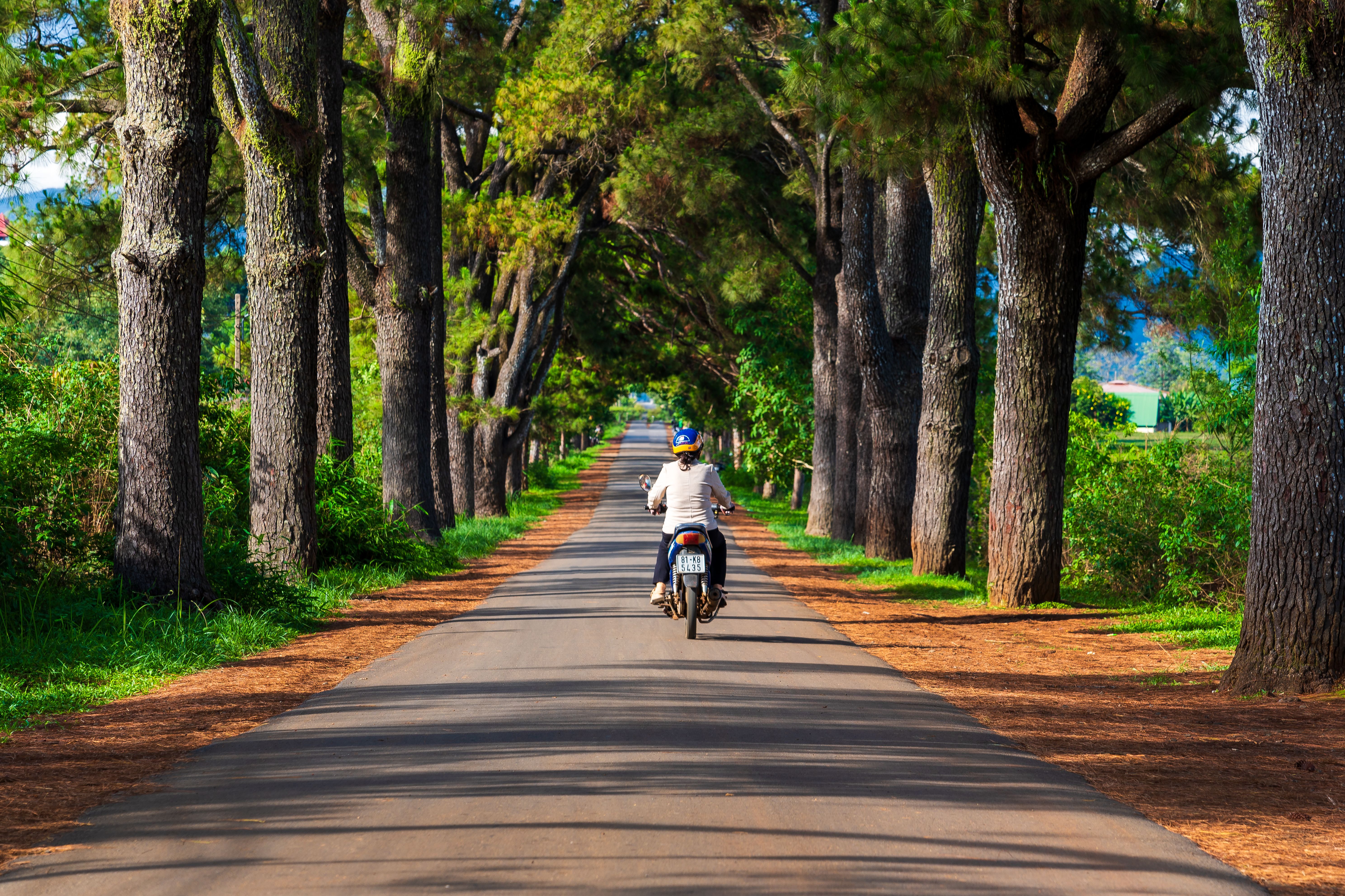 Serene morning motorcycle ride on a tree-lined road in Pleiku, Vietnam, displaying nature's beauty. — lounges at Pleiku Airport