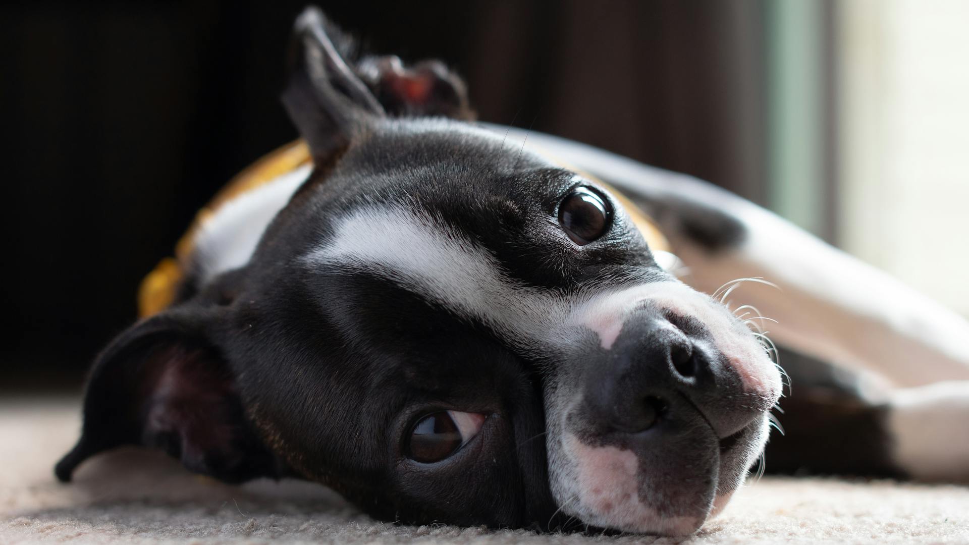 Boston terrier puppy