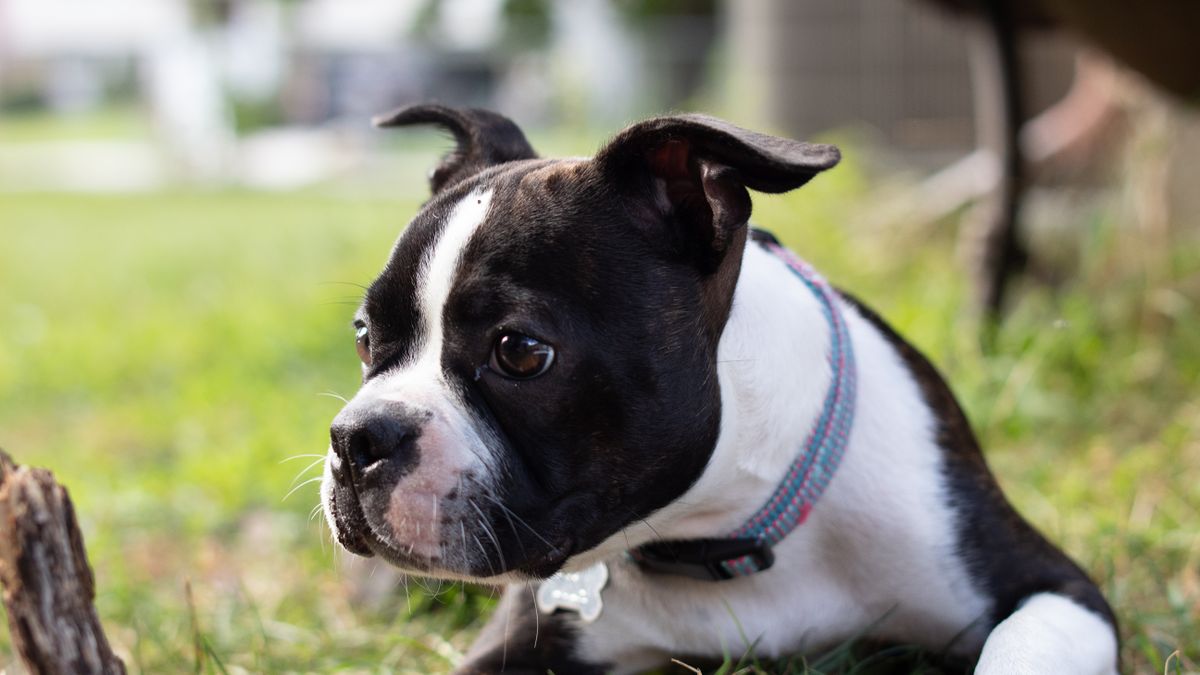 Brachycephalic Breathing Problems: Why Flat-Faced Breeds Struggle