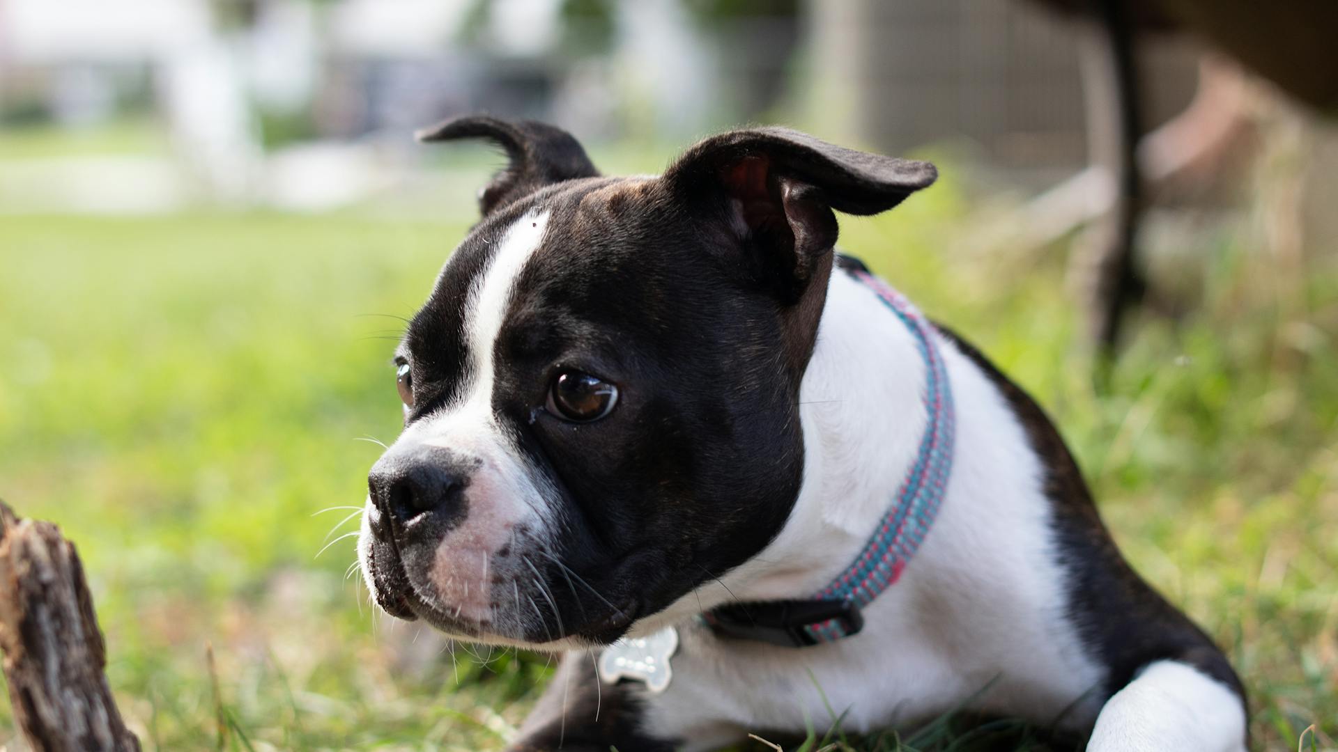 Boston terrier puppy