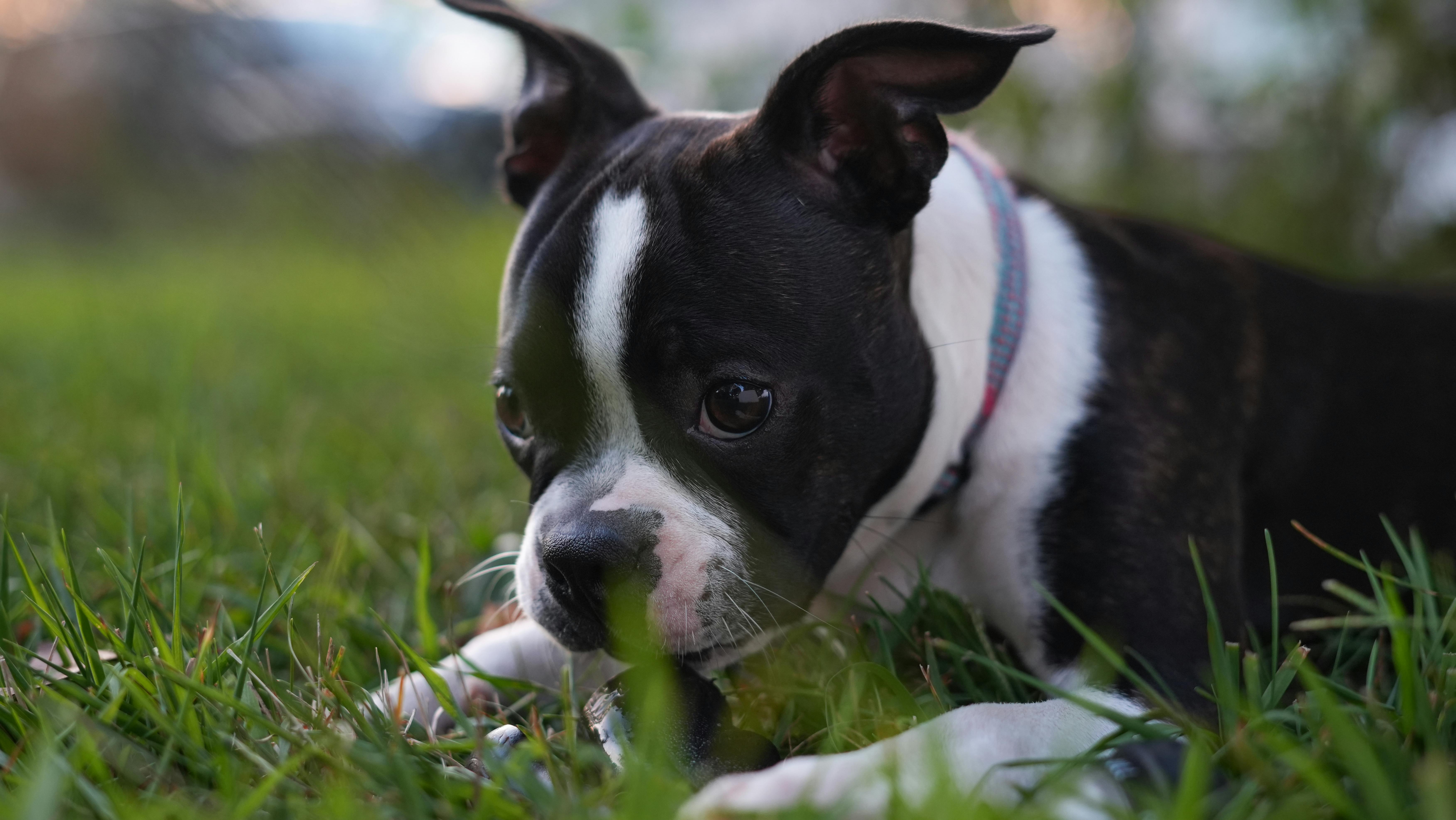 Boston terrier puppy