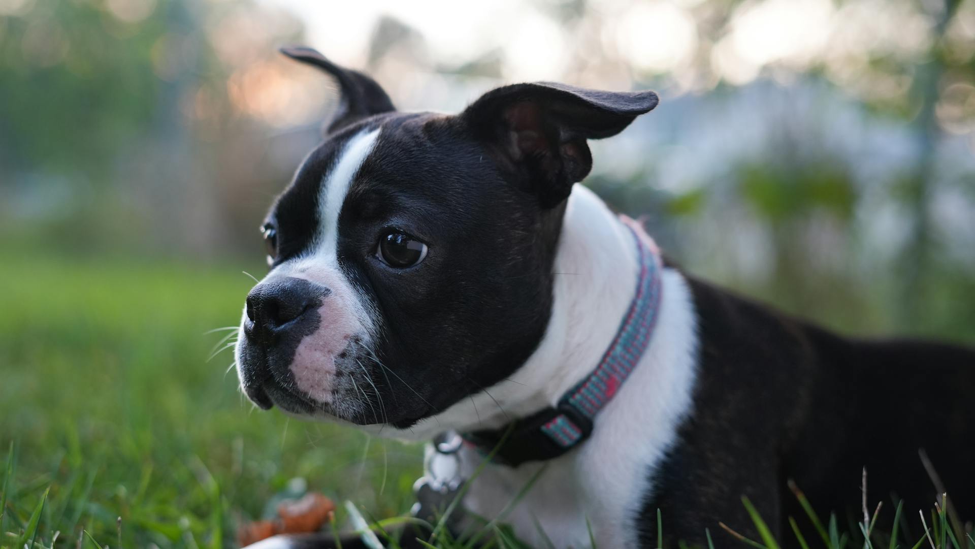 Boston terrier puppy