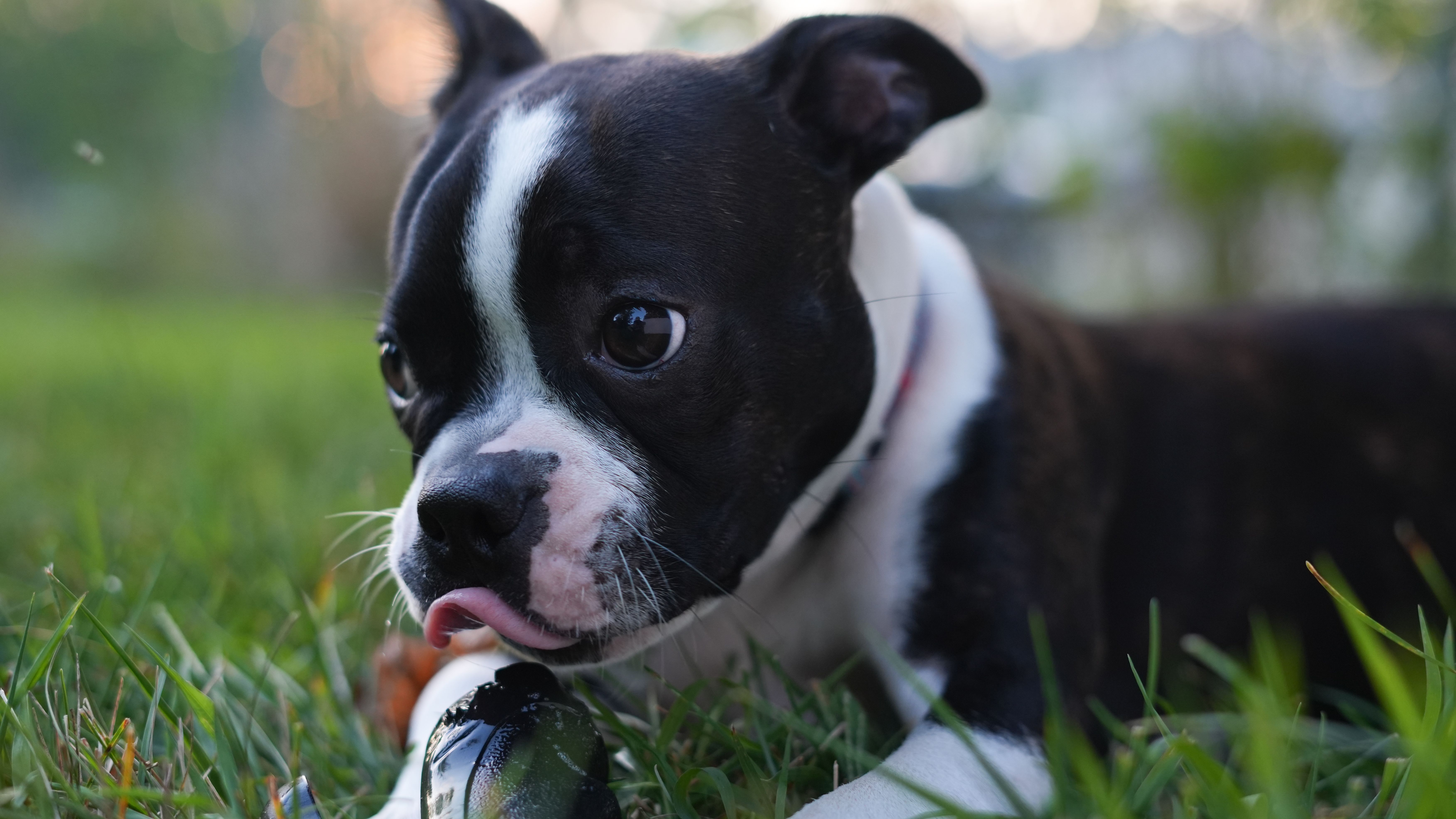 Faccia Di Boston Terrier Testa Di Cucciolo Ritratto In Stile Cartone Animato Gm1479200048 507259758